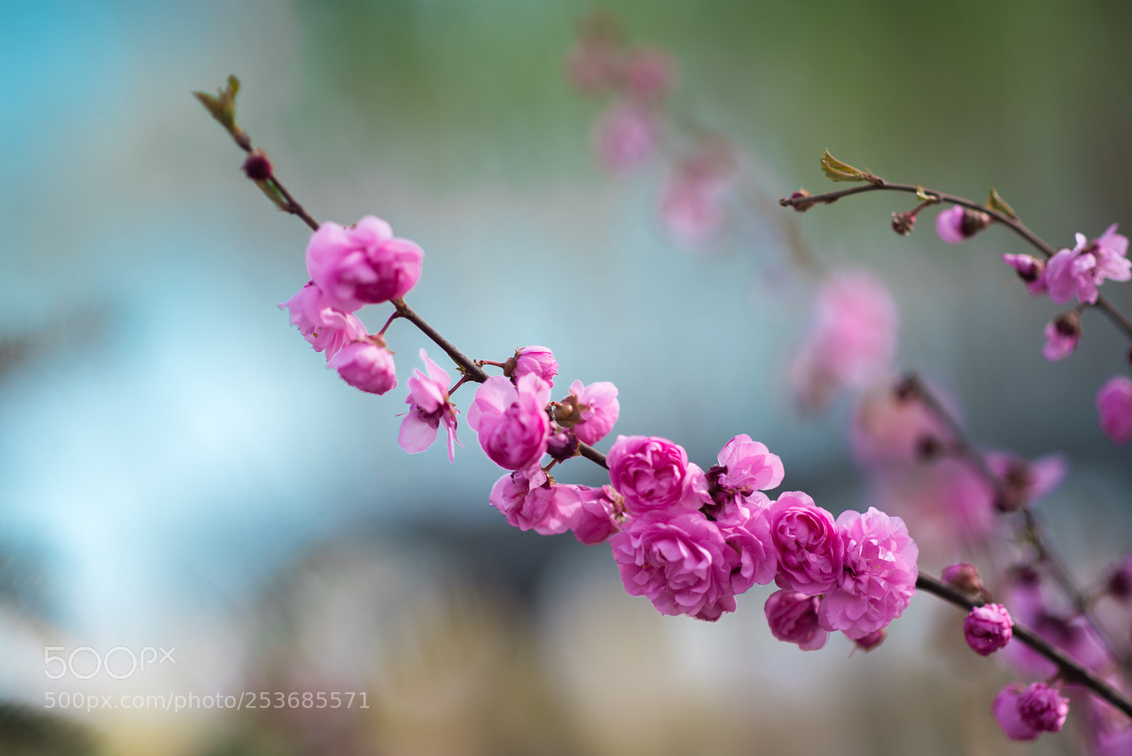 Nikon D810 sample photo. Untitled photography