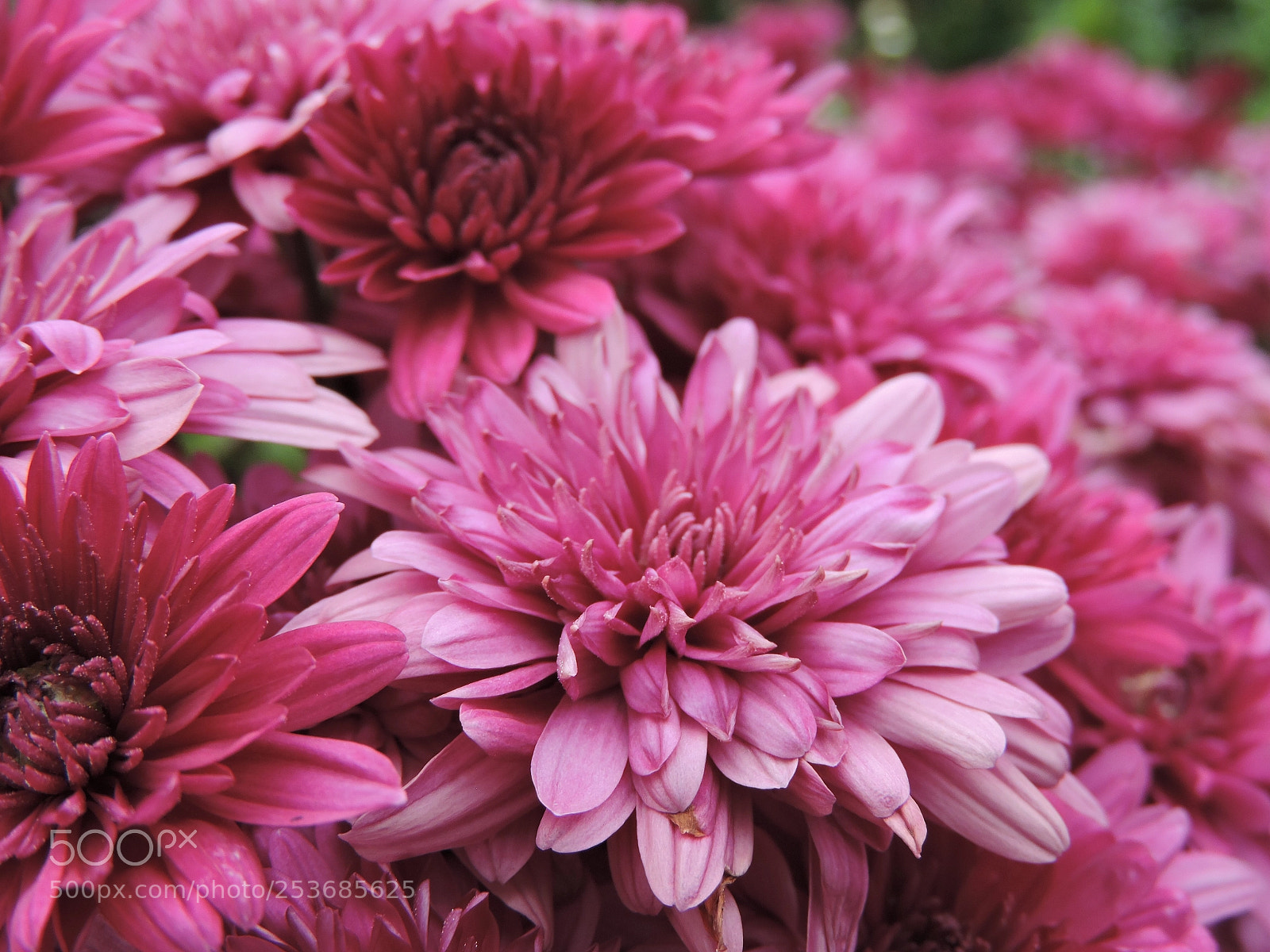 Nikon Coolpix P600 sample photo. Flower  photography