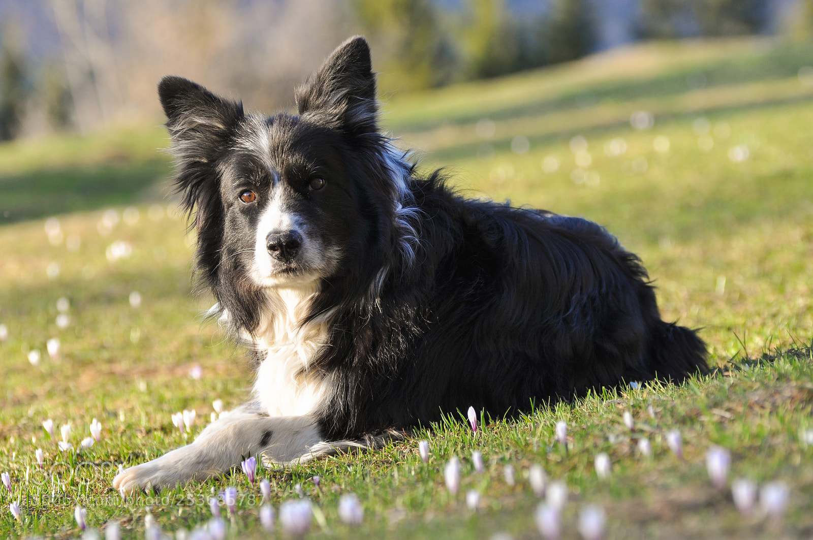 Nikon D90 sample photo. Border collie photography