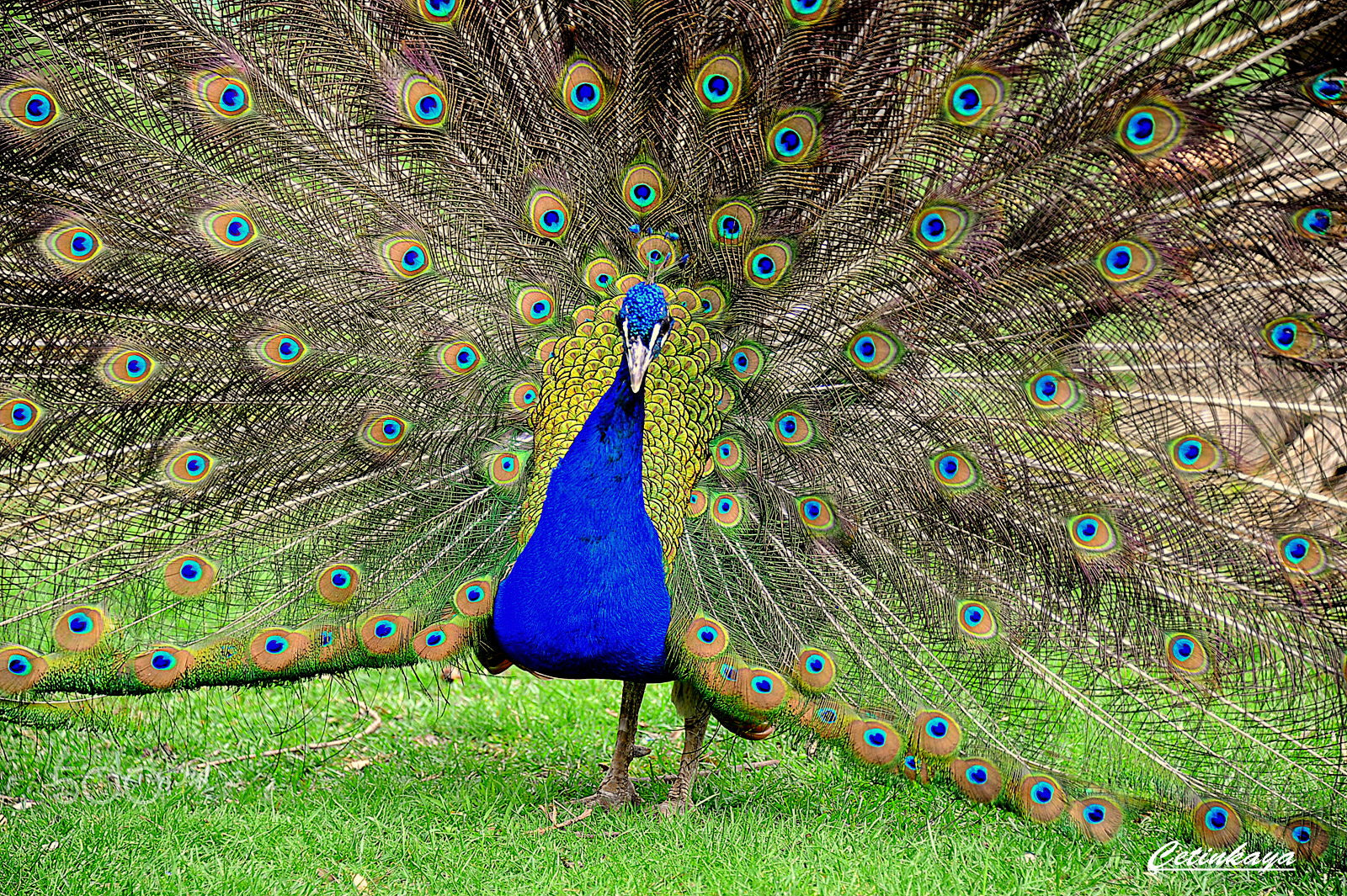 Nikon D3 sample photo. Peacock photography