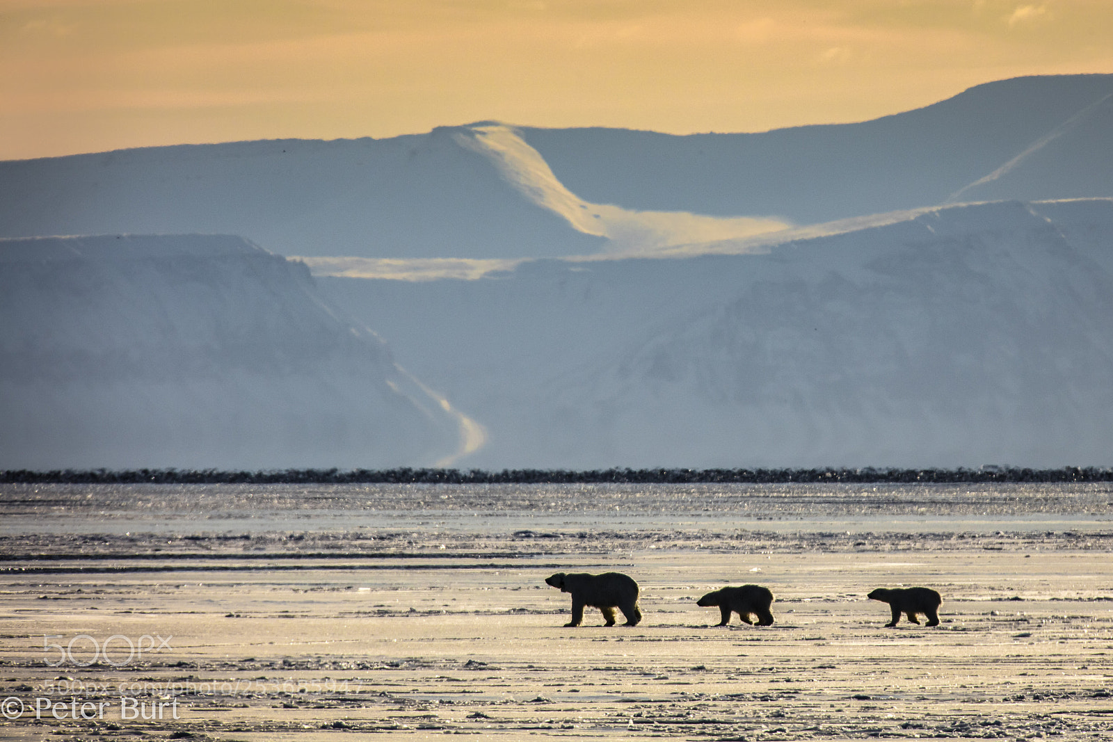 Canon EOS 5DS R sample photo. Mother and cubs photography