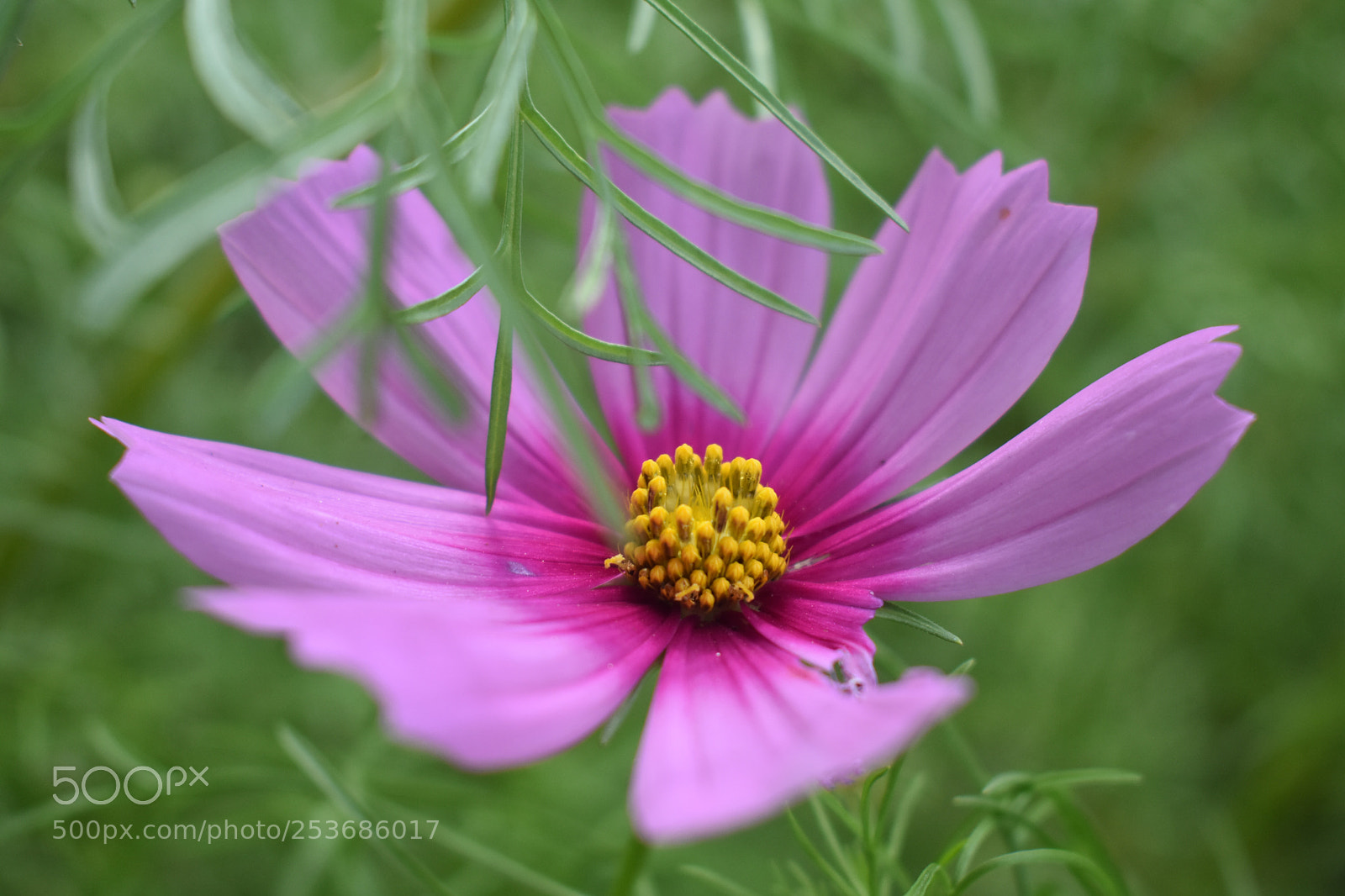 Nikon D3400 sample photo. The shy type photography