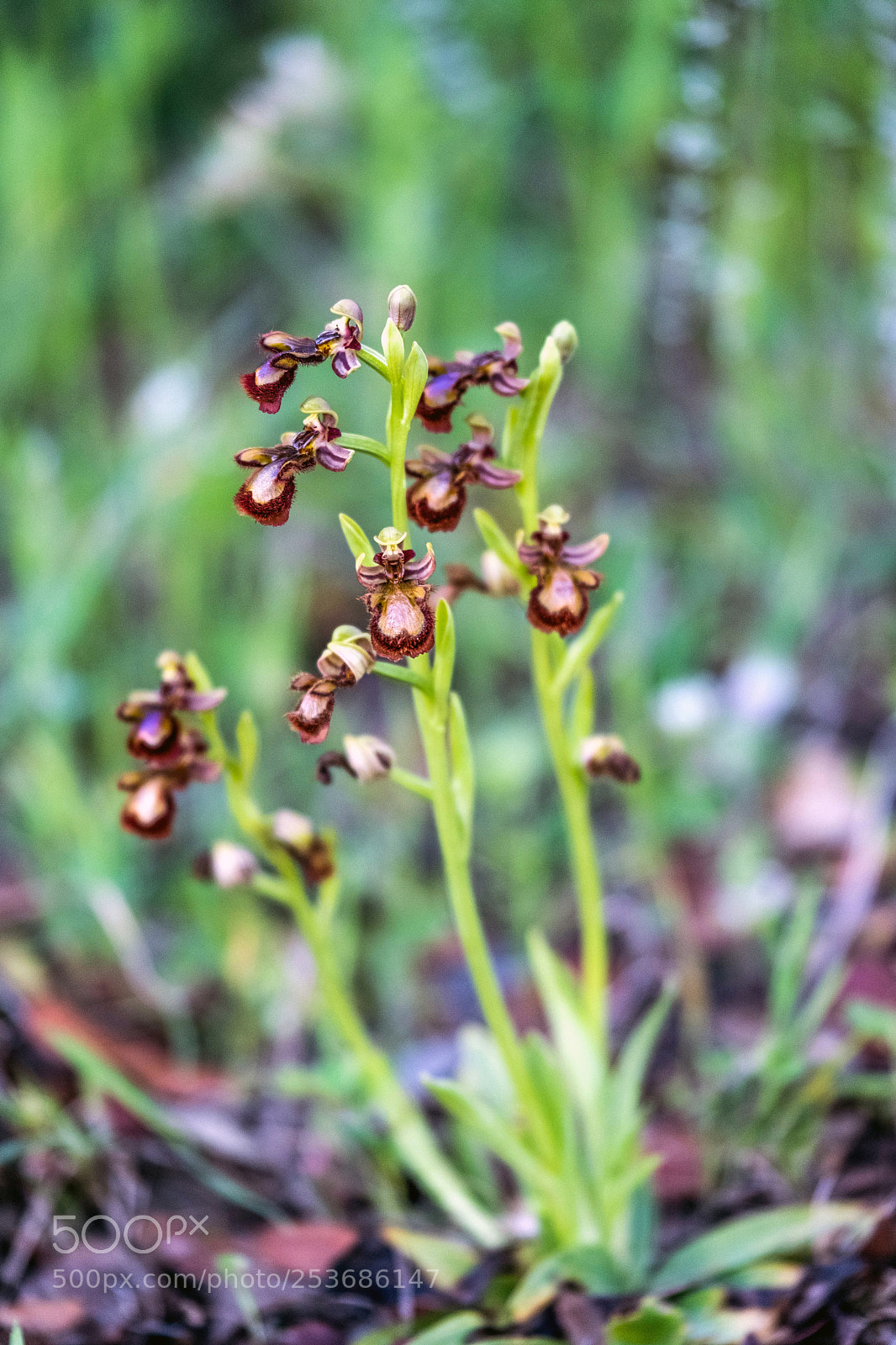 Fujifilm X-T2 sample photo. Ophrys tenthredinifera  willd. photography