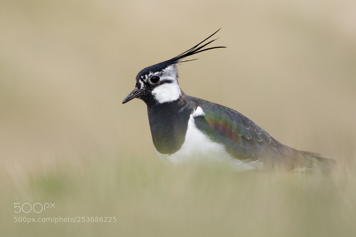 Canon EOS 7D Mark II sample photo. Lapwing photography