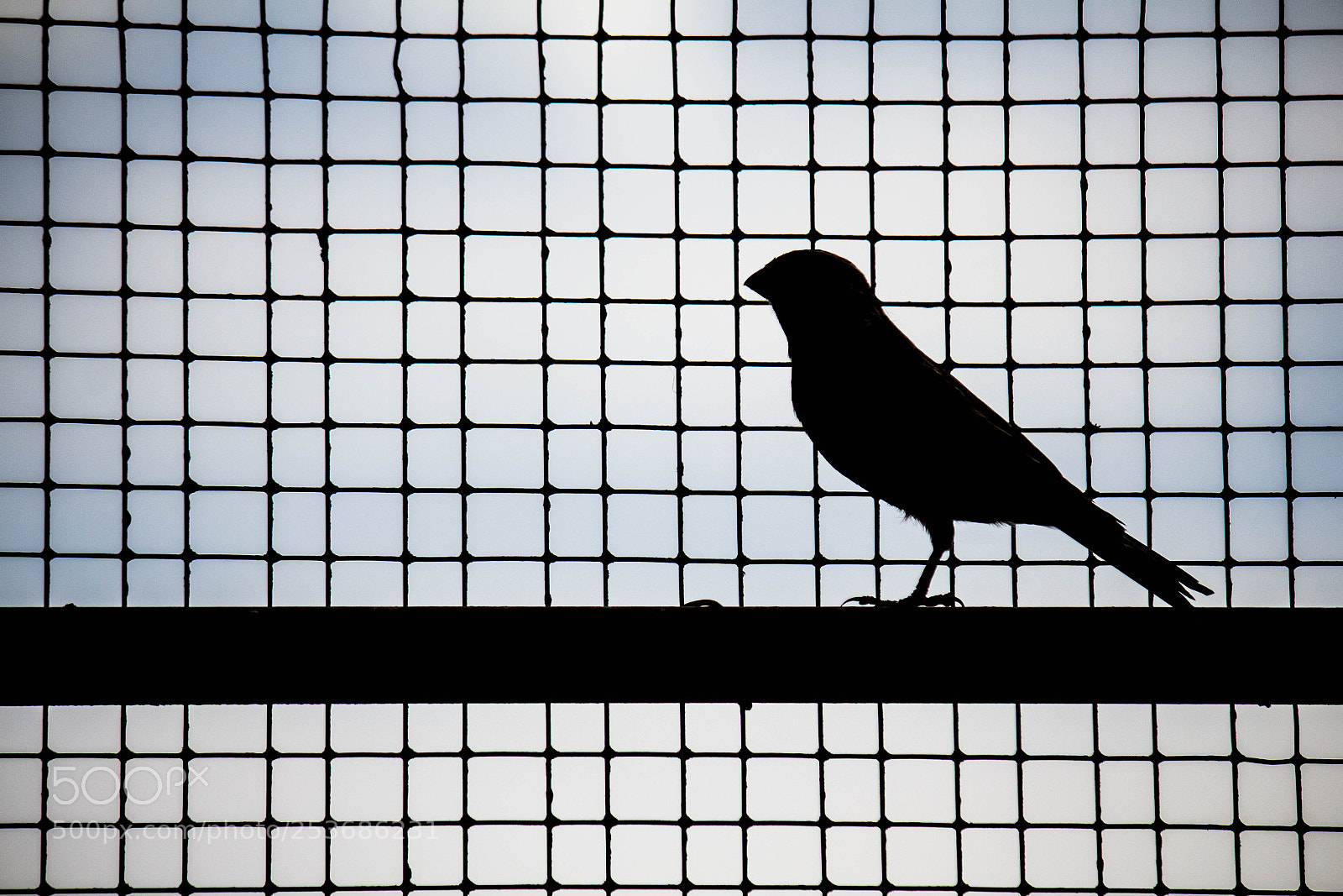 Canon EOS 700D (EOS Rebel T5i / EOS Kiss X7i) sample photo. Black bird photography