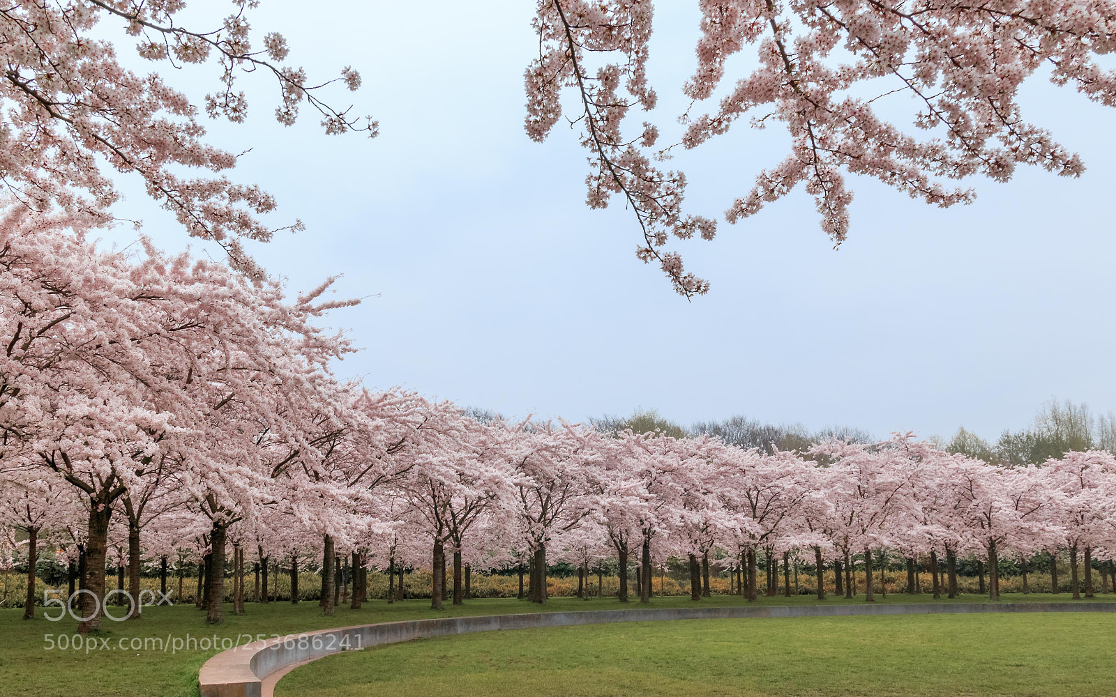 Canon EOS 70D sample photo. Hanami matsuri, photography