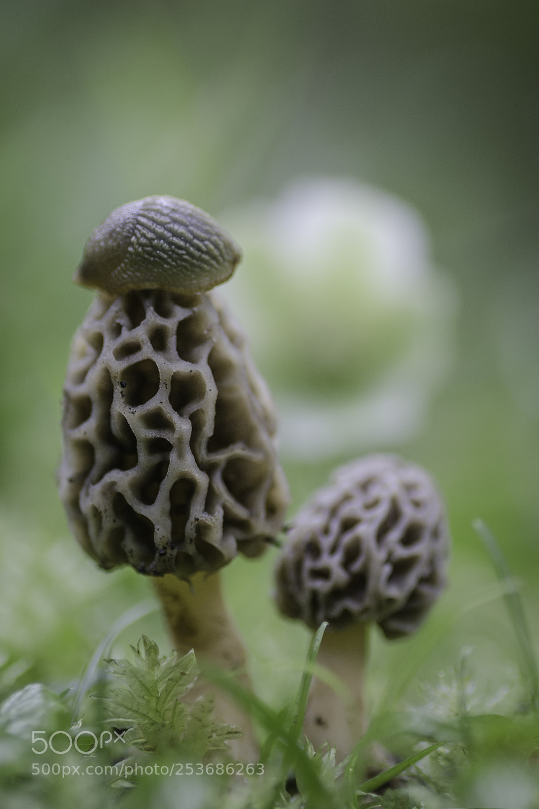 Nikon D7000 sample photo. Morchella fluvialis. photography