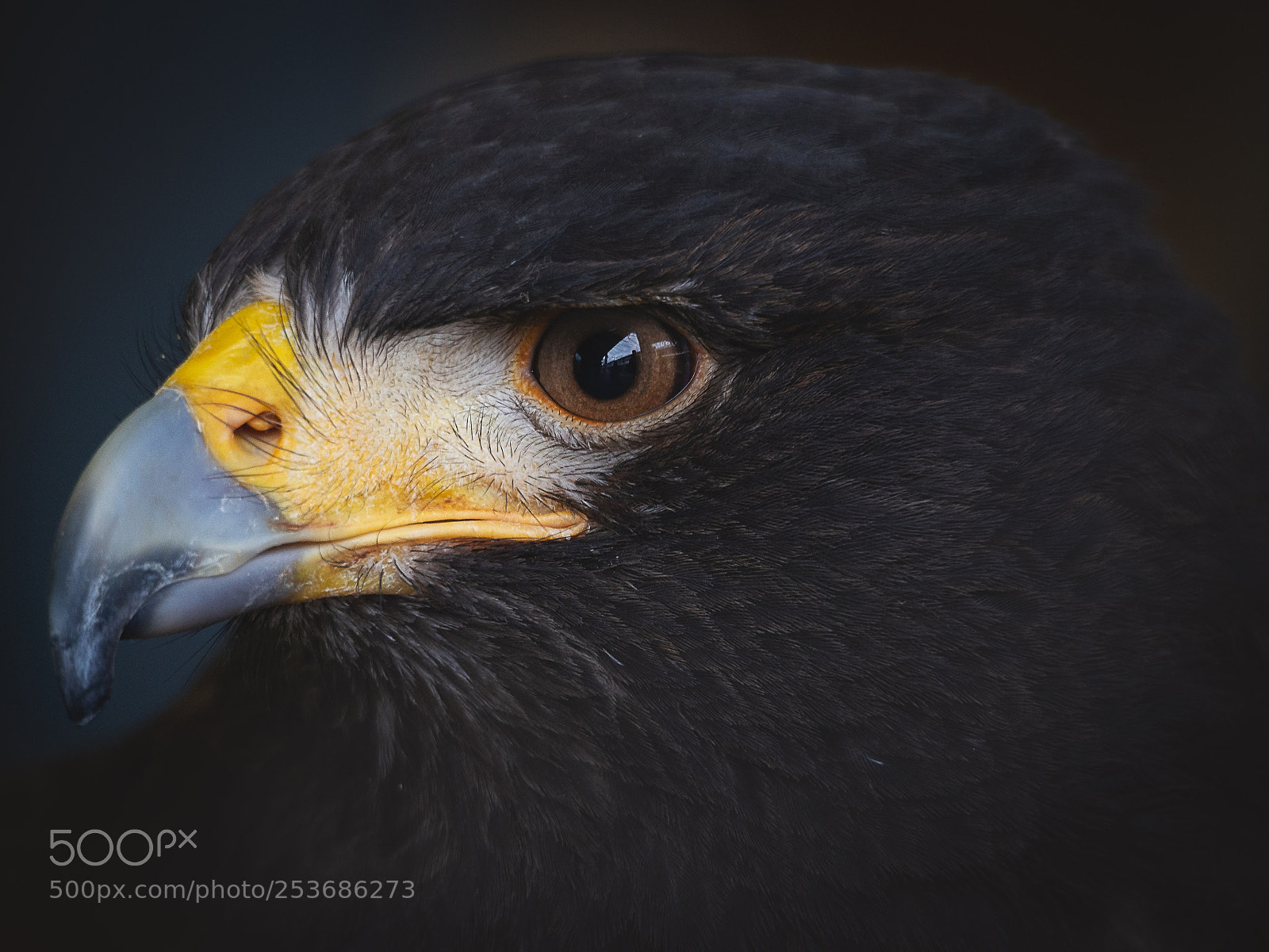 Olympus OM-D E-M5 sample photo. Harris hawk photography