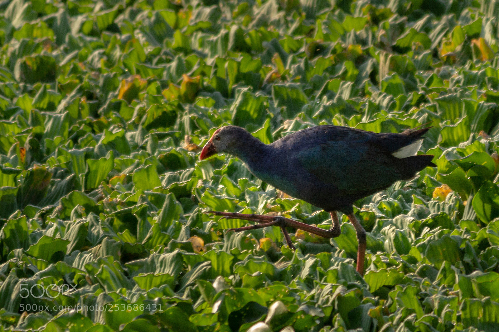 Canon EOS 600D (Rebel EOS T3i / EOS Kiss X5) sample photo. Purple moorhen photography