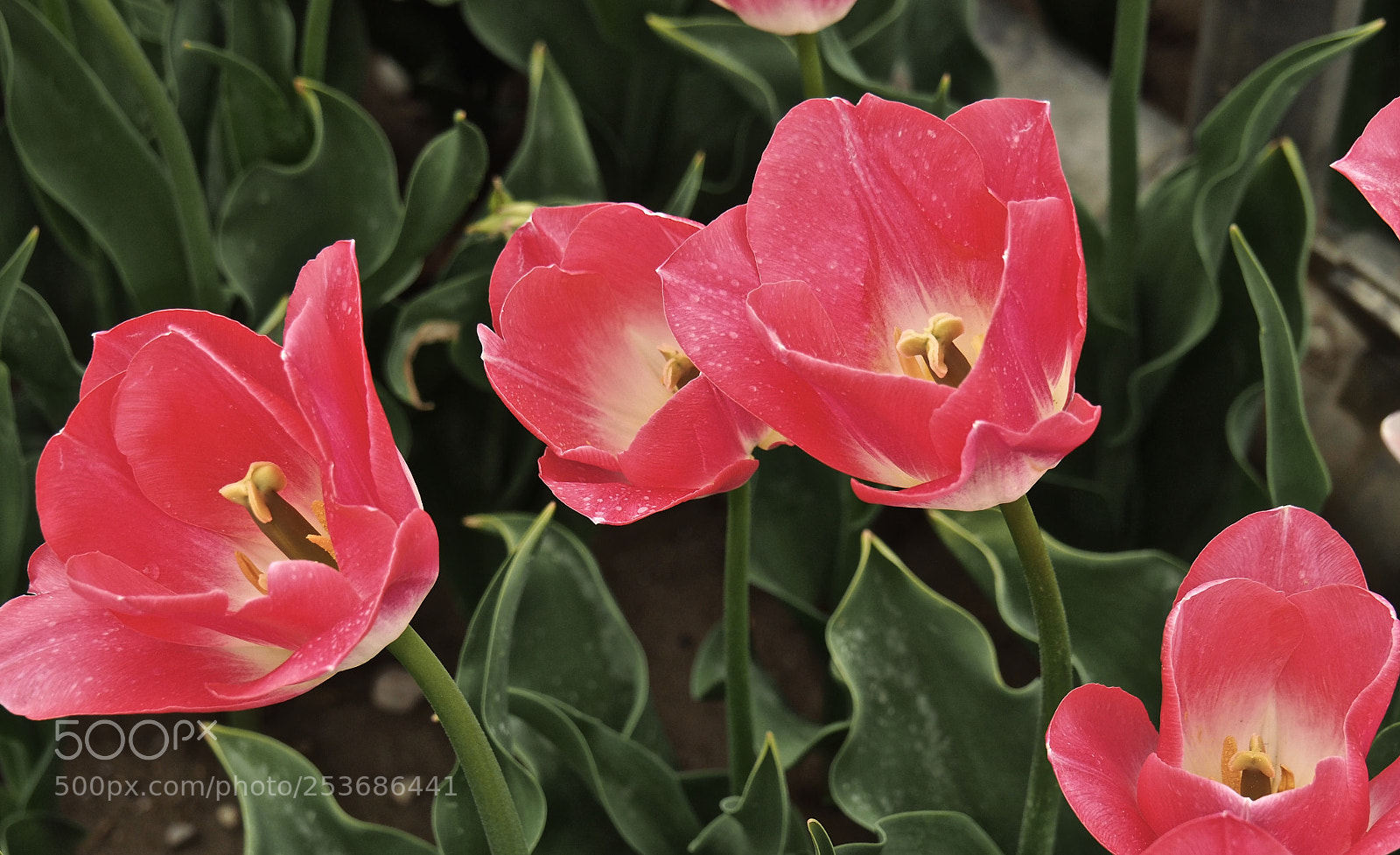 Olympus OM-D E-M5 II sample photo. Tulipes photography