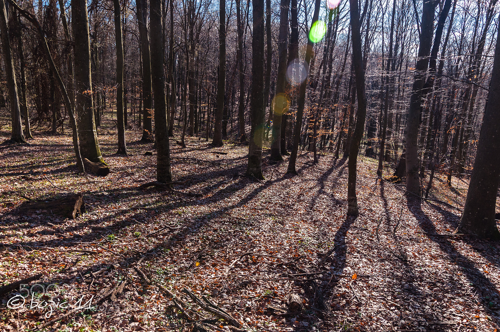 Nikon D90 sample photo. Forest photography