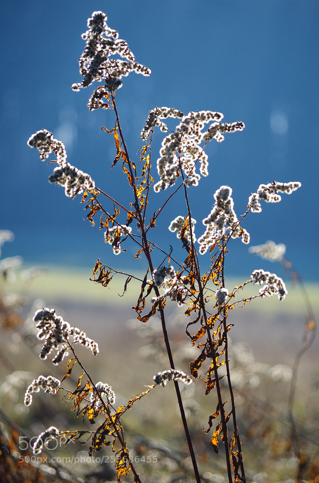 Pentax K-500 sample photo. Shining flower photography