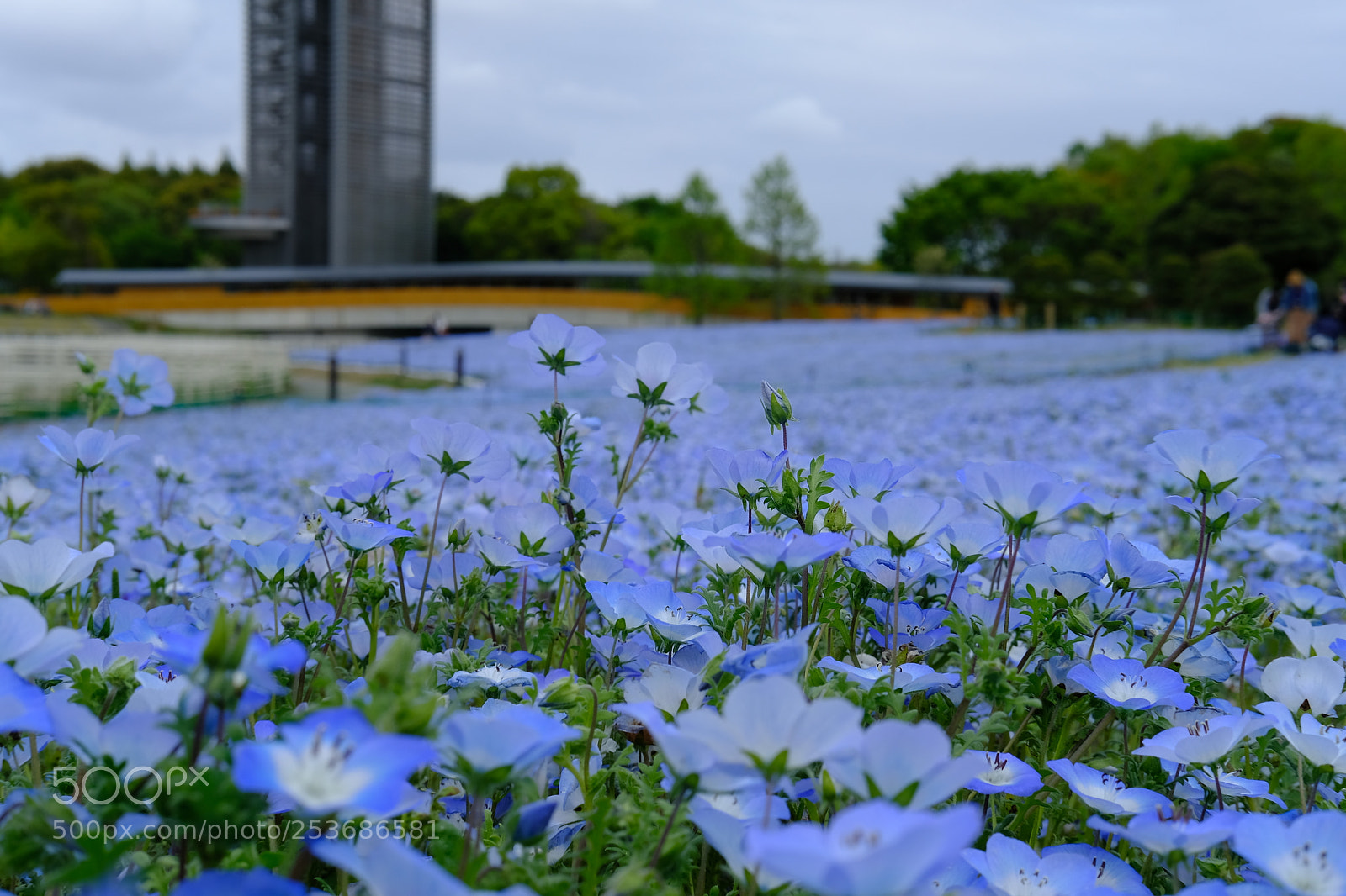 Fujifilm X-T2 sample photo. Nemophila photography