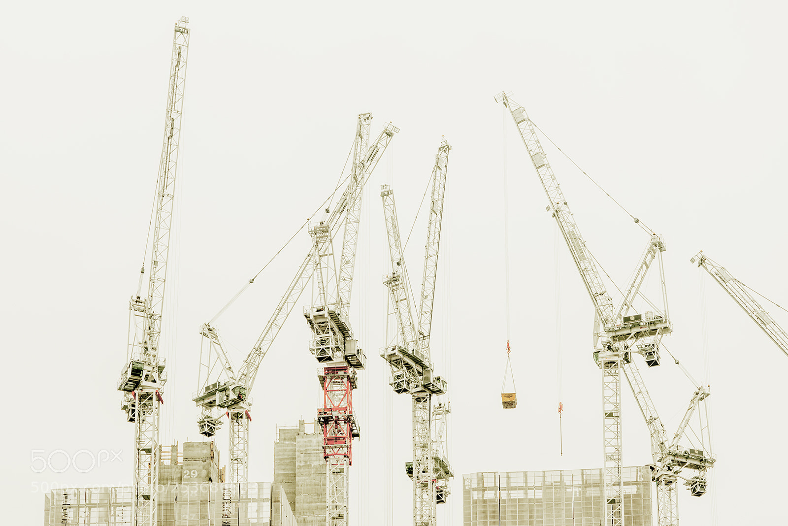 Nikon D800E sample photo. Family of cranes ii photography