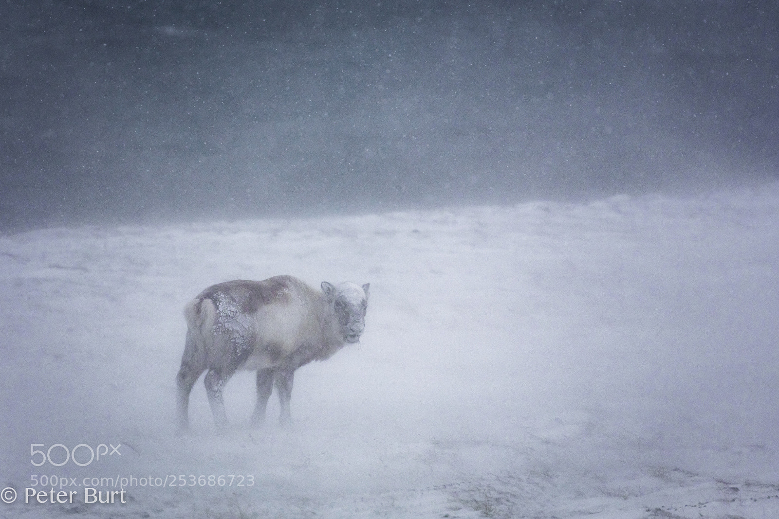 Canon EOS 5DS R sample photo. Reindeer in a blizzard photography