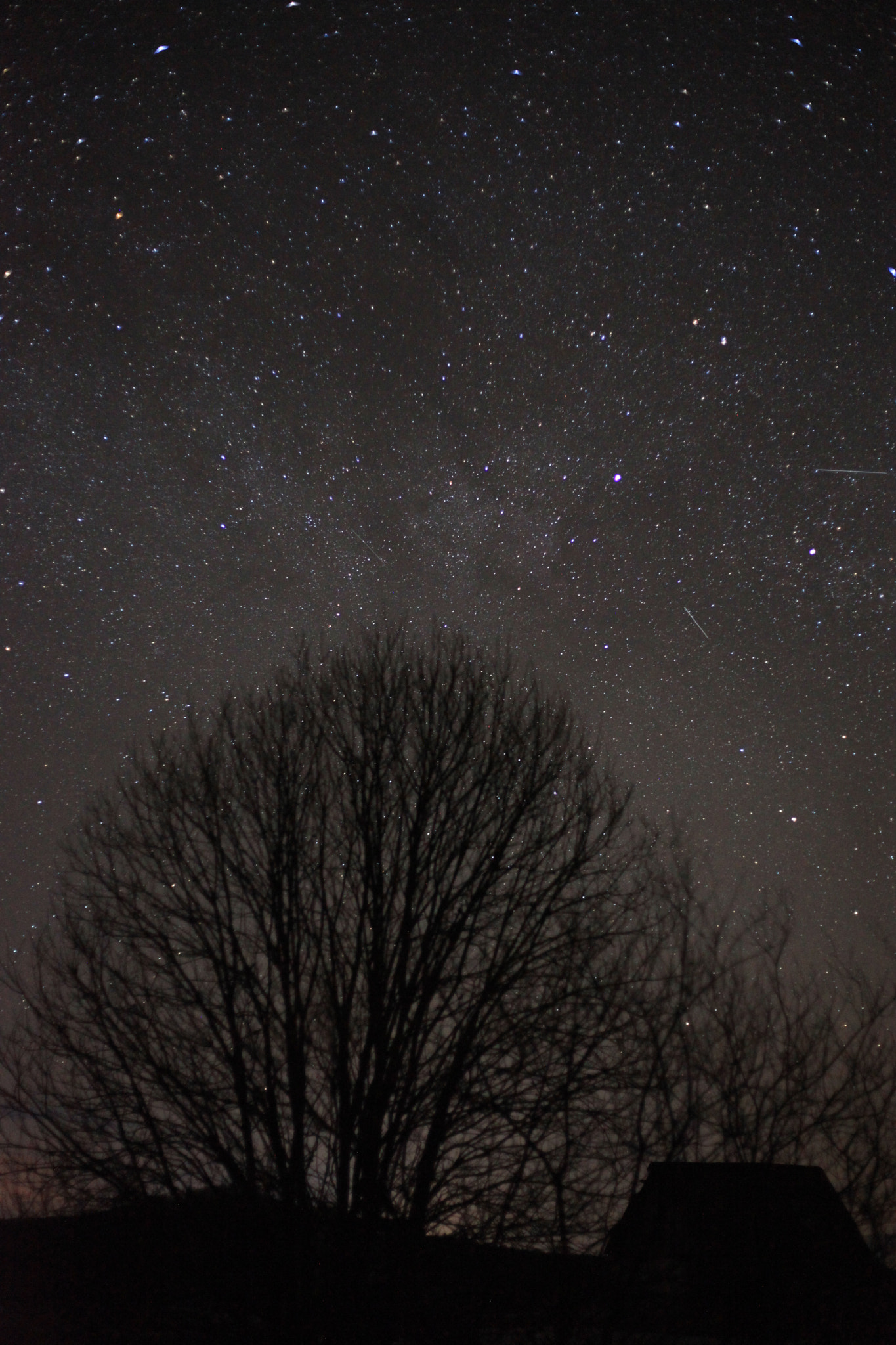 Canon EF 50mm F1.8 II sample photo. Tree and stars photography