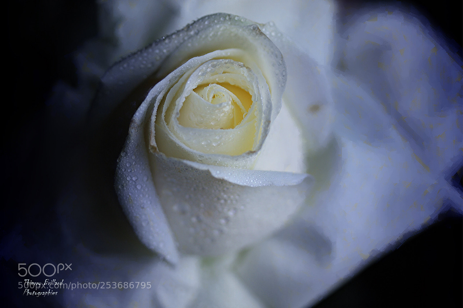 Canon EOS 600D (Rebel EOS T3i / EOS Kiss X5) sample photo. Rose blanche nocturne photography
