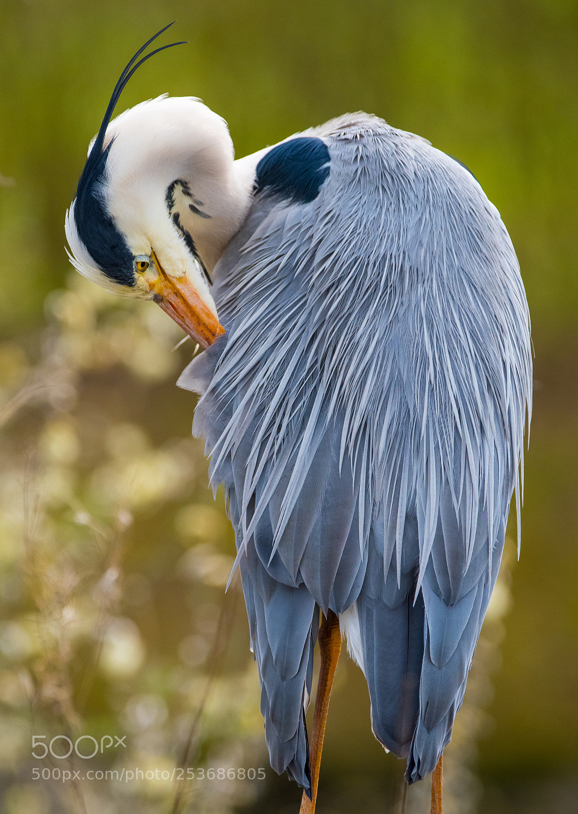 Nikon D810 sample photo. Feather care photography