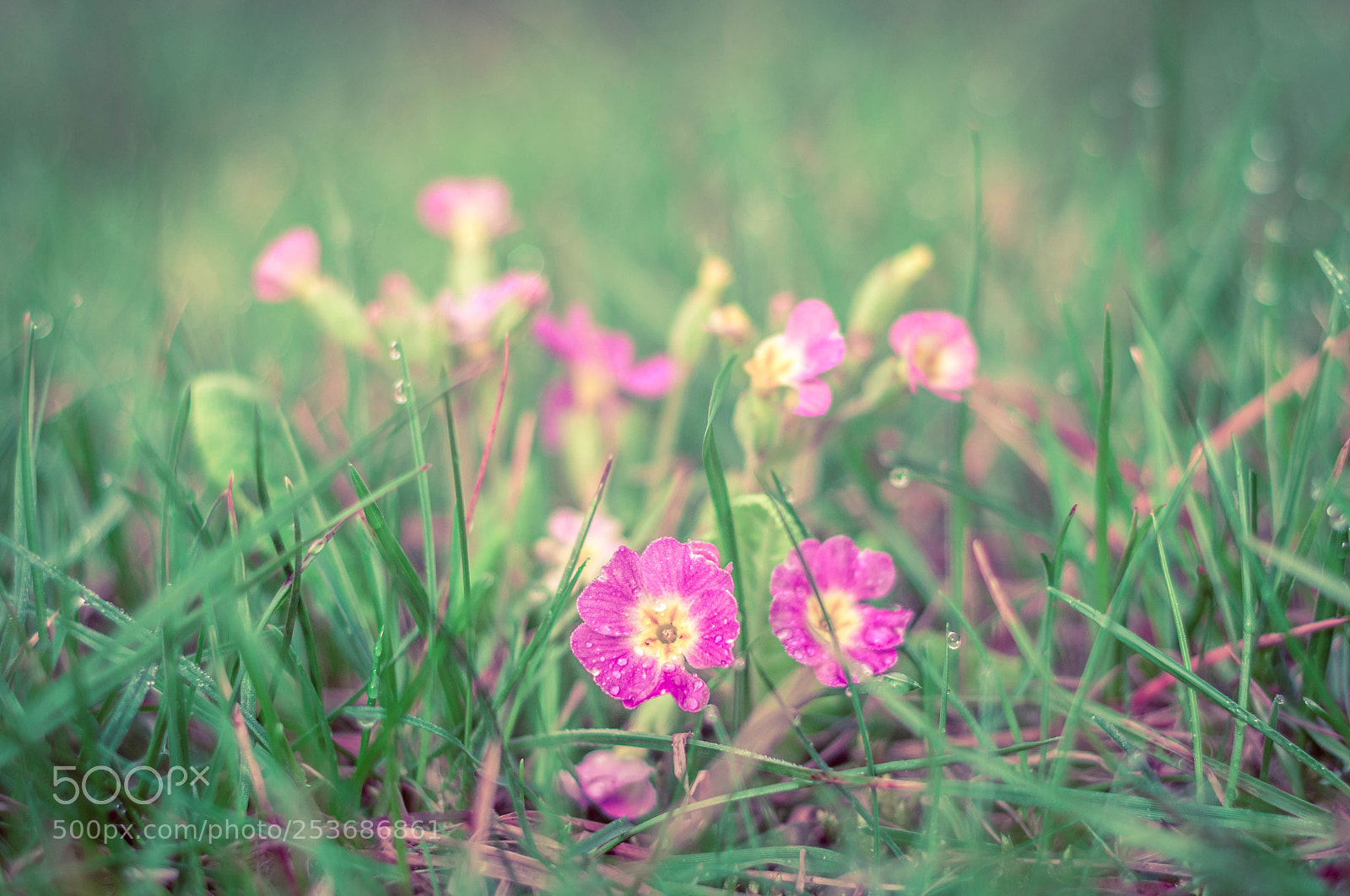 Nikon D90 sample photo. Flowers photography