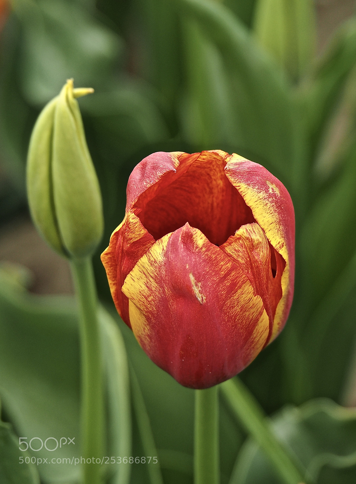 Olympus OM-D E-M5 II sample photo. Jolie tulipe photography