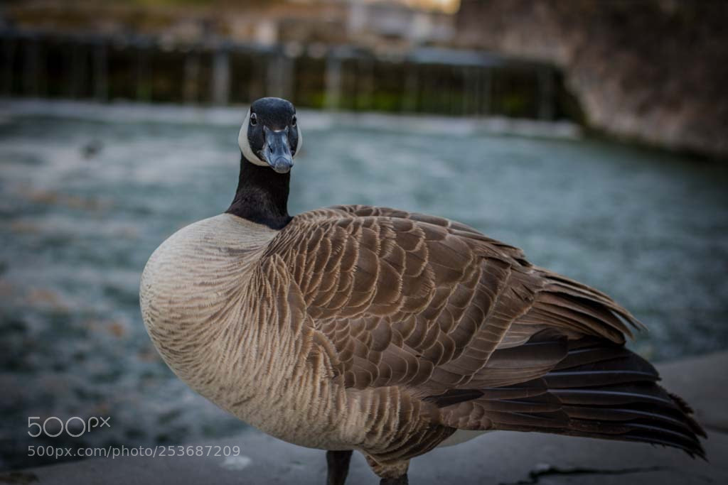 Canon EOS 750D (EOS Rebel T6i / EOS Kiss X8i) sample photo. Gander portrait  photography