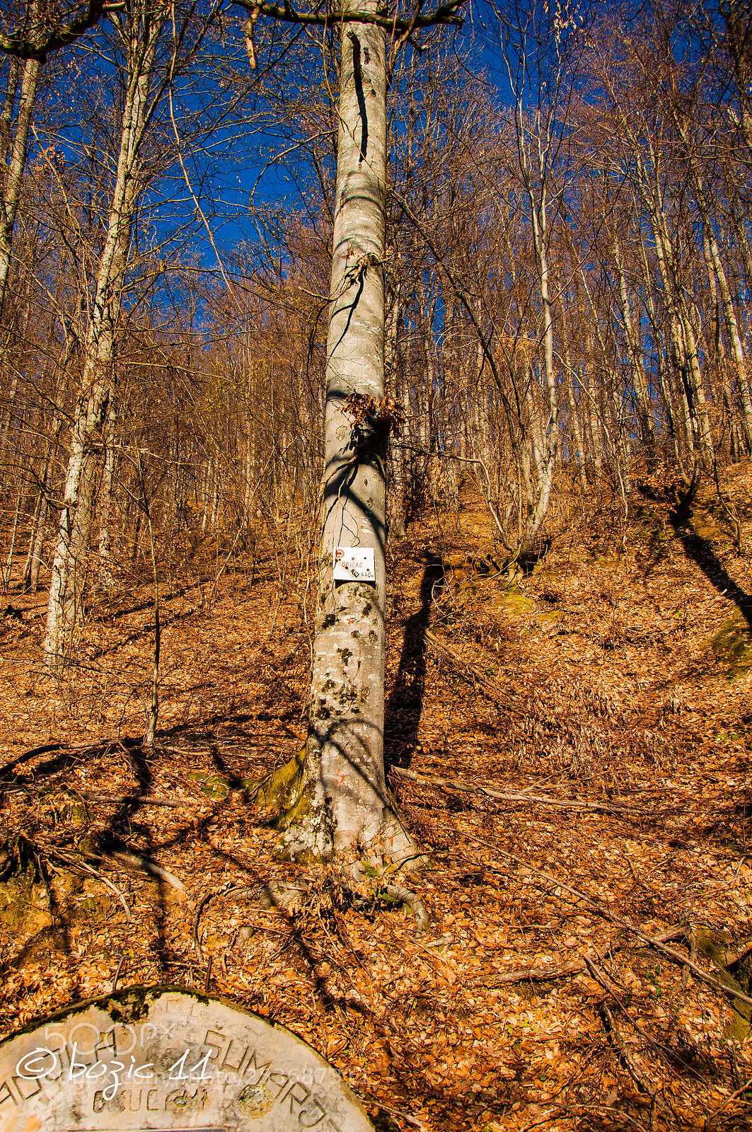 Nikon D90 sample photo. Forest photography