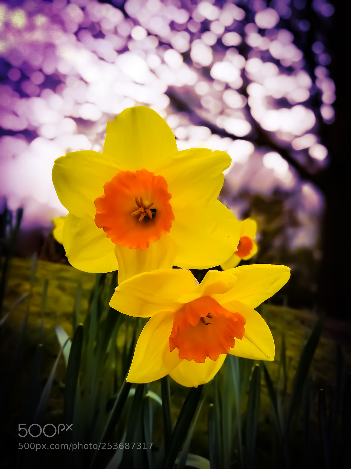 HUAWEI P9 sample photo. Daffodils photography