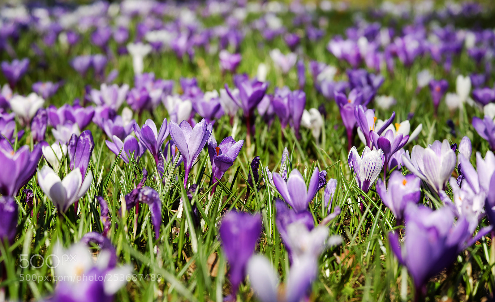 Fujifilm X-T10 sample photo. Crocus photography