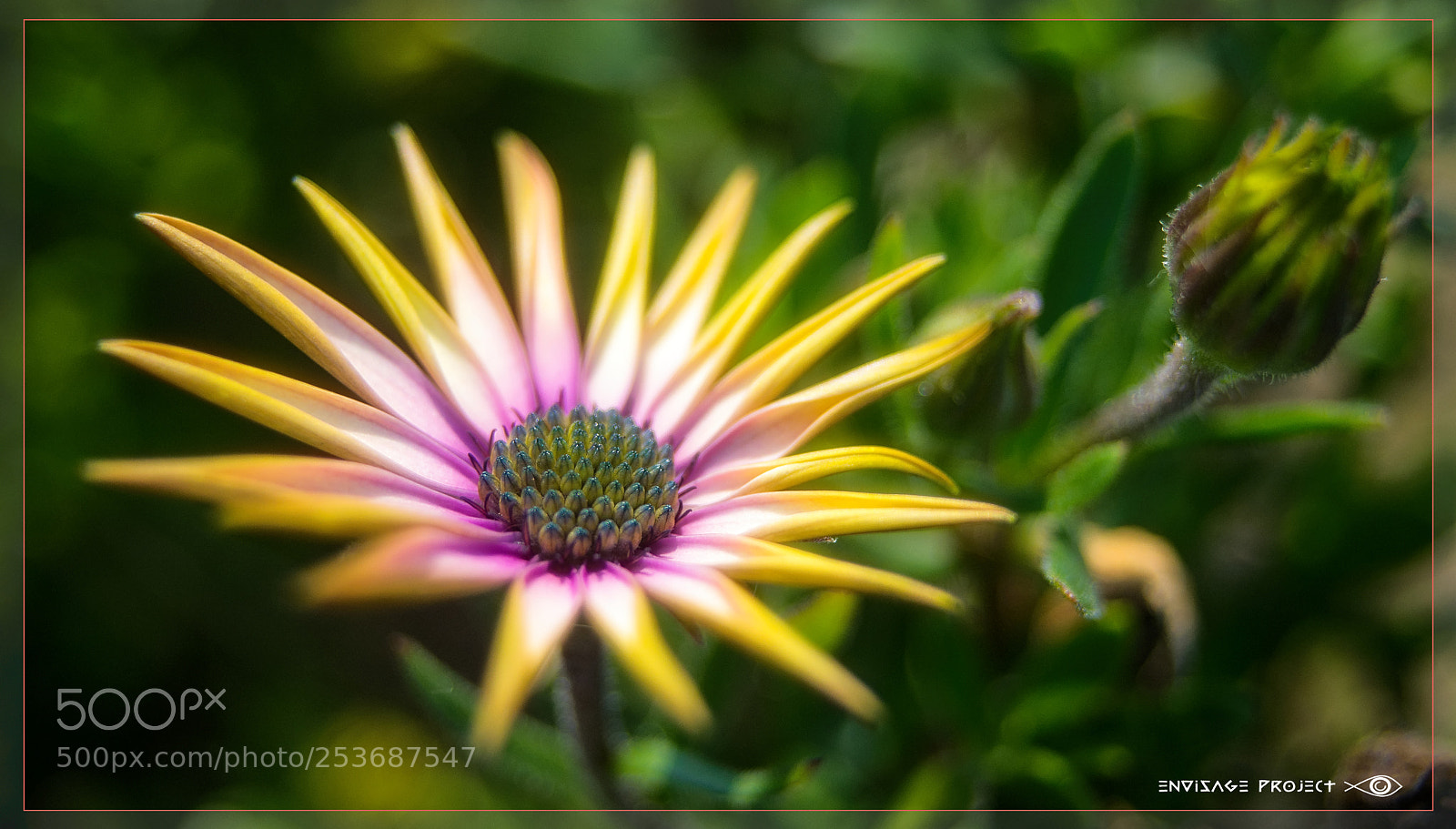 Sony a7R sample photo. Daisy photography
