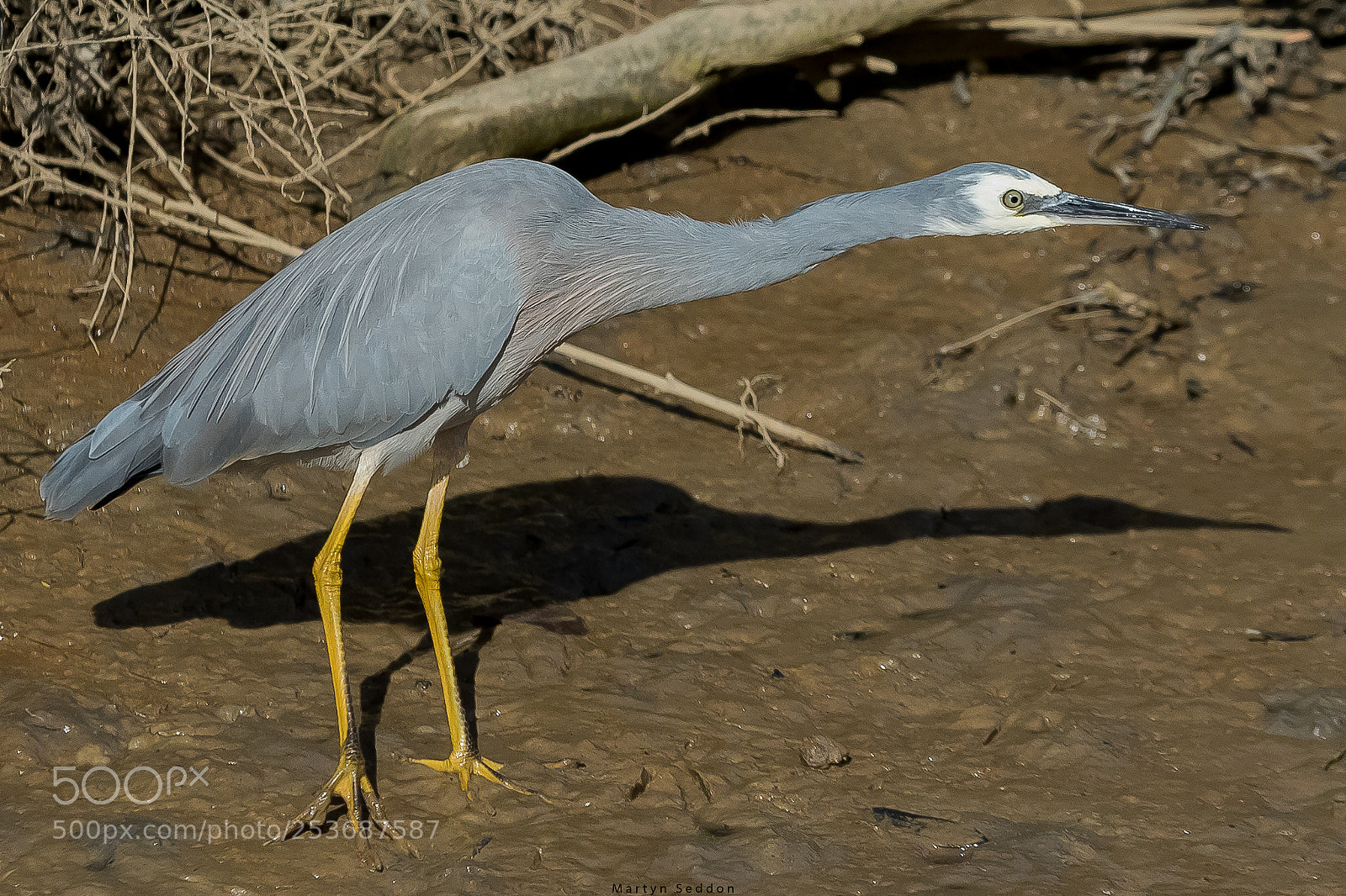 Canon EOS 7D Mark II sample photo. Heron photography