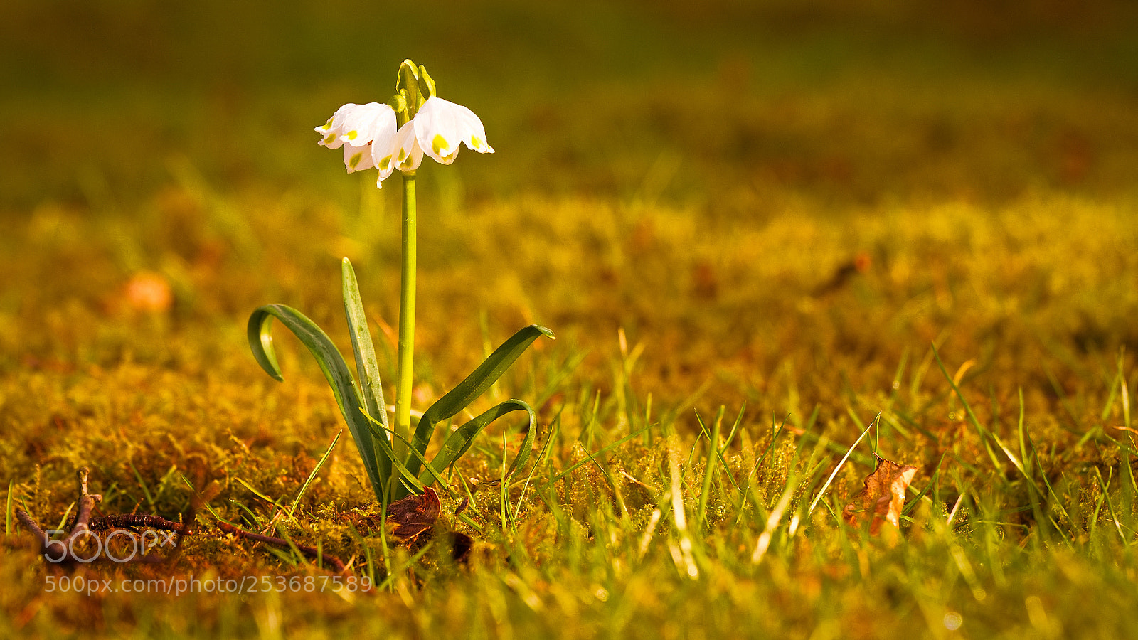 Sony a6000 sample photo. Spring snowflake photography