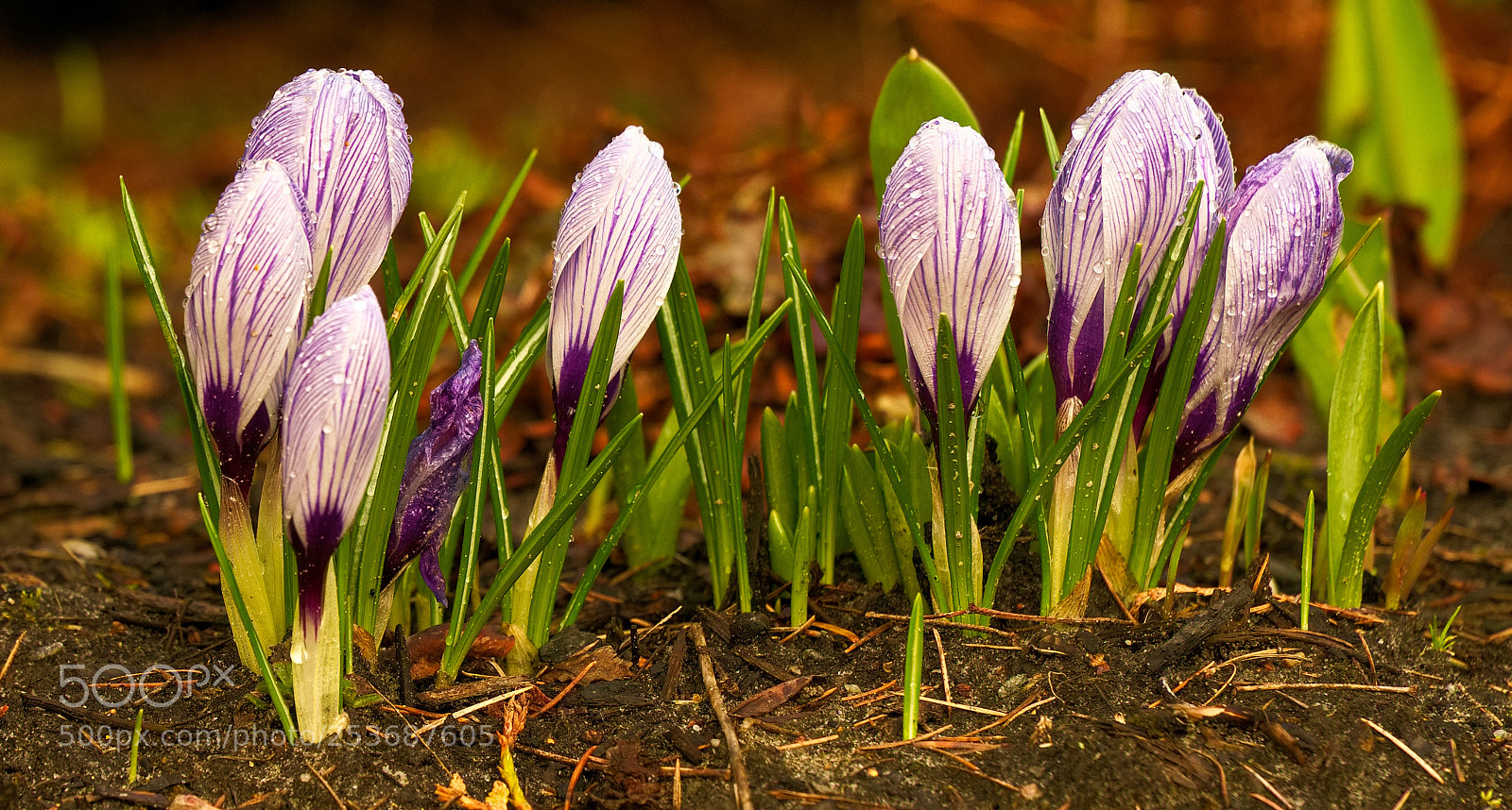 Sony a6000 sample photo. Crocus photography