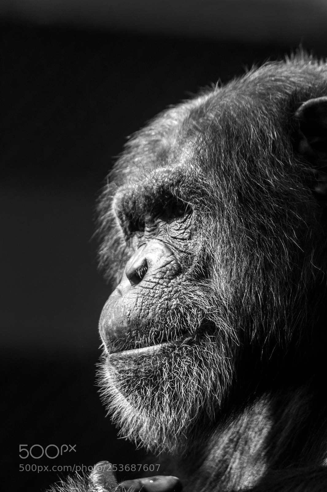 Canon EOS 70D sample photo. Evolution photography