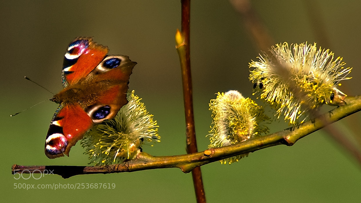 Sony a6000 sample photo. Peacock butterfly photography