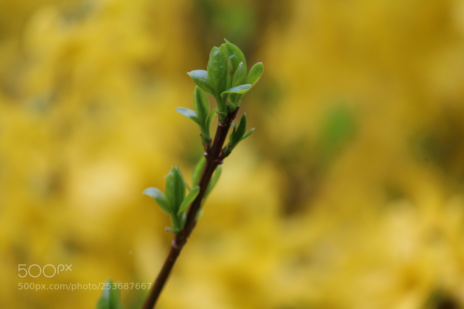 Canon EF-S 55-250mm F4-5.6 IS II sample photo. Blooming photography