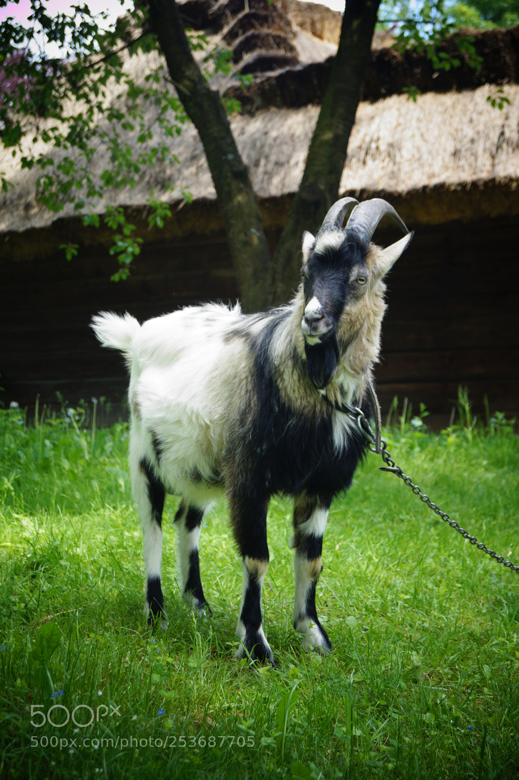 Sony SLT-A58 sample photo. The goat photography