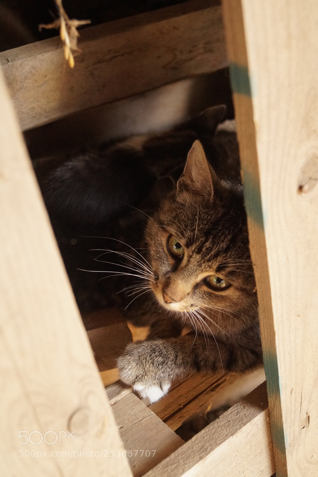 Sony SLT-A58 sample photo. Hidden cat photography