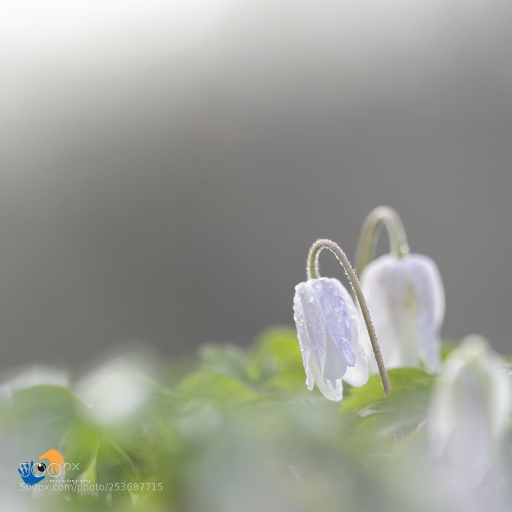 Olympus OM-D E-M1 Mark II sample photo. Little woodanemoon in a photography