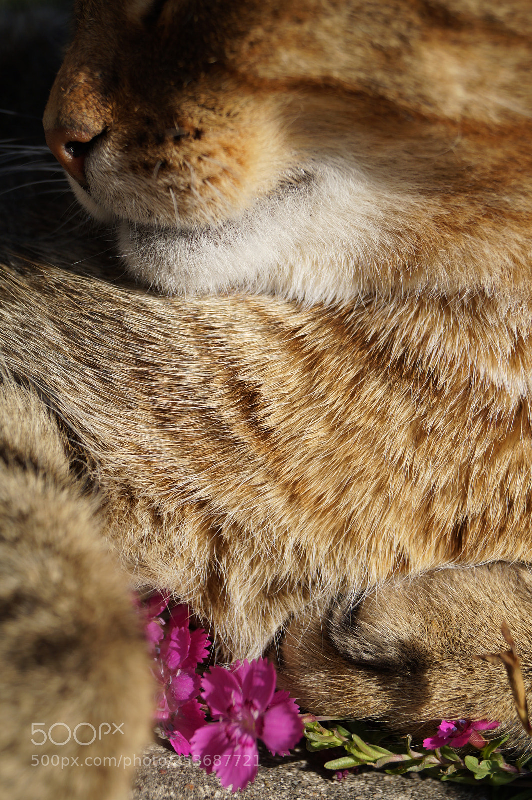 Sony SLT-A58 sample photo. The cat photography