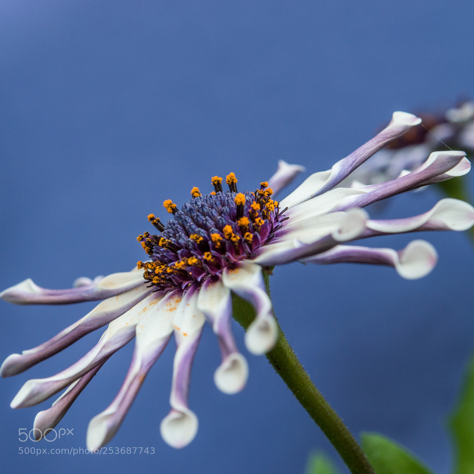 Nikon D3200 sample photo. Purple flower photography