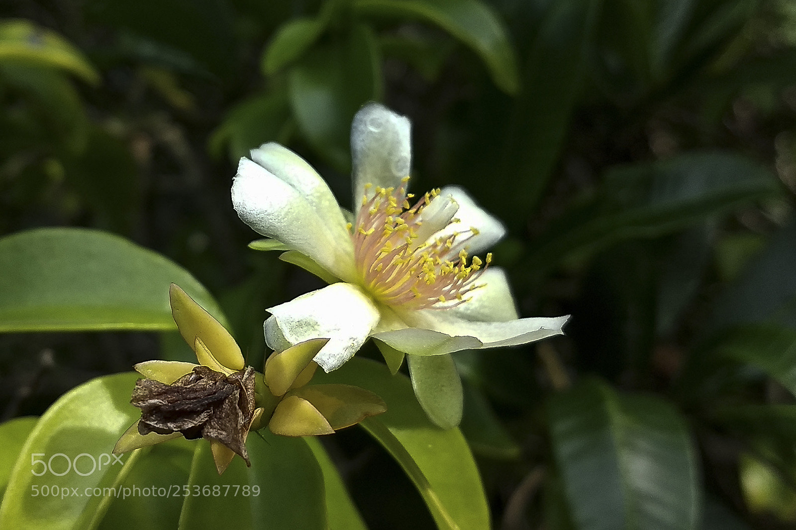 Motorola Moto Z (2) Play sample photo. Idas e vindas. photography