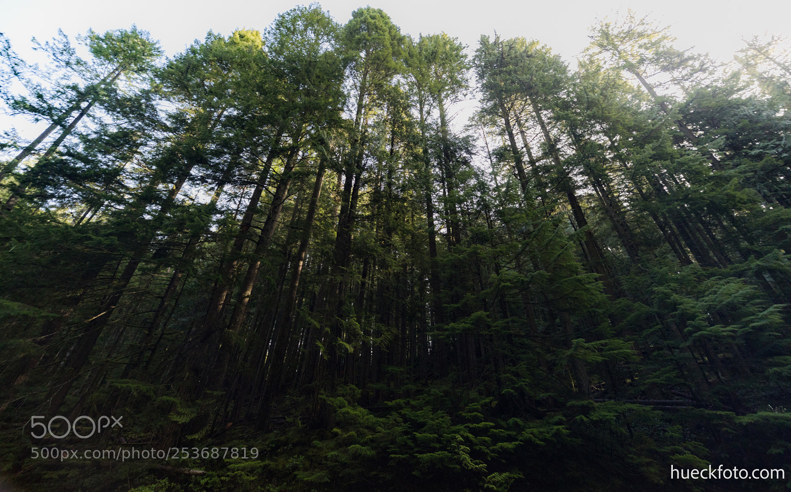 Canon EOS 5D Mark IV sample photo. Mt rainier photography