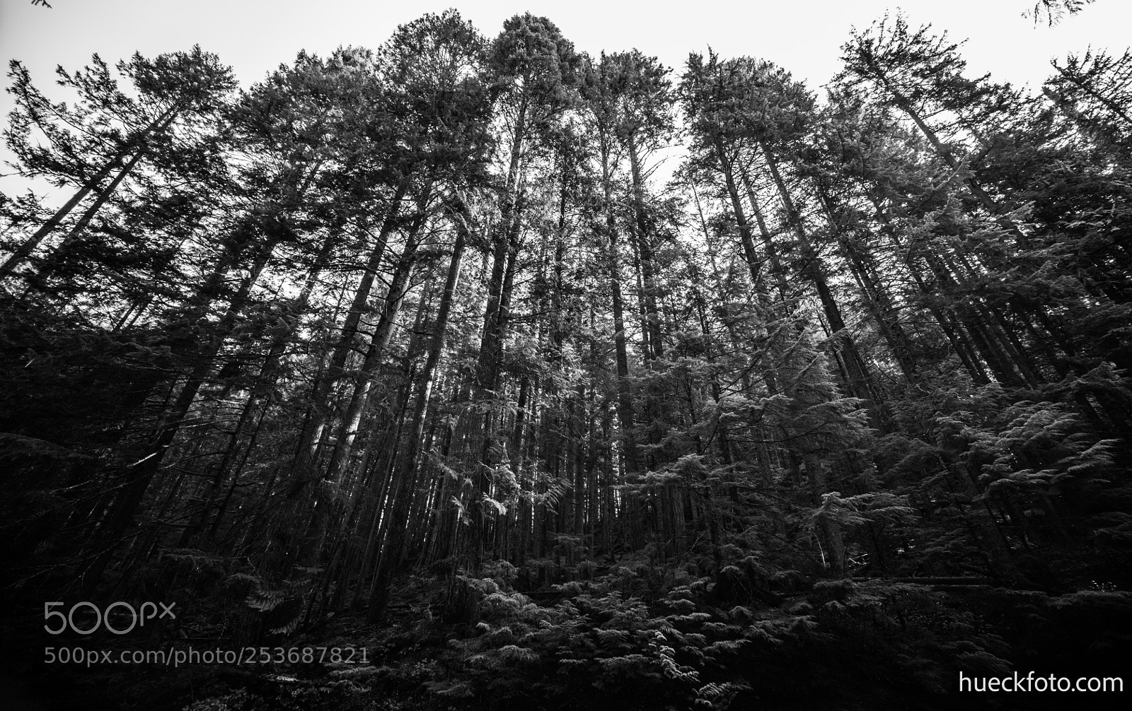 Canon EOS 5D Mark IV sample photo. Mt rainier photography