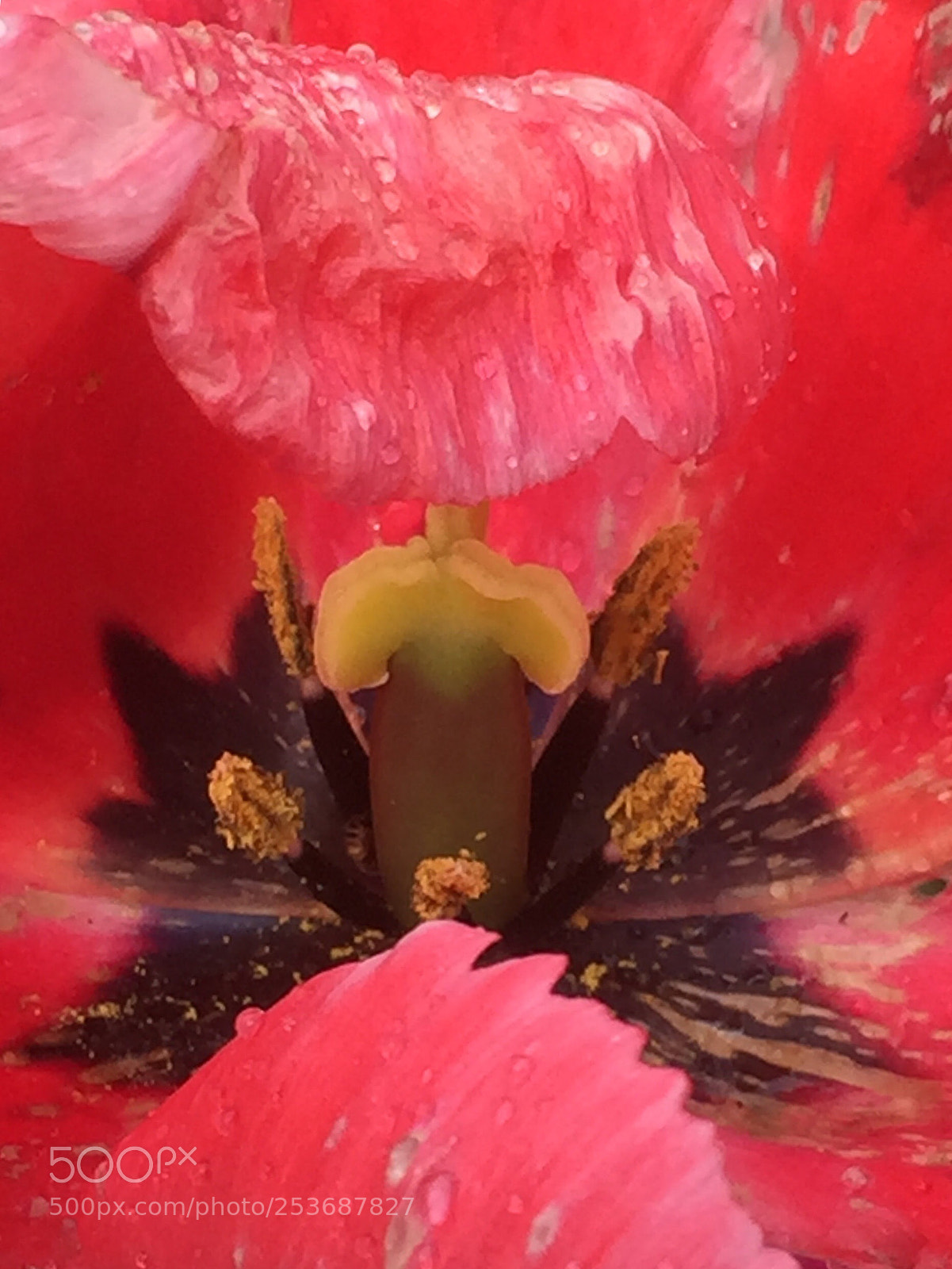 Apple iPhone 6 Plus sample photo. Cheshire cat  photography