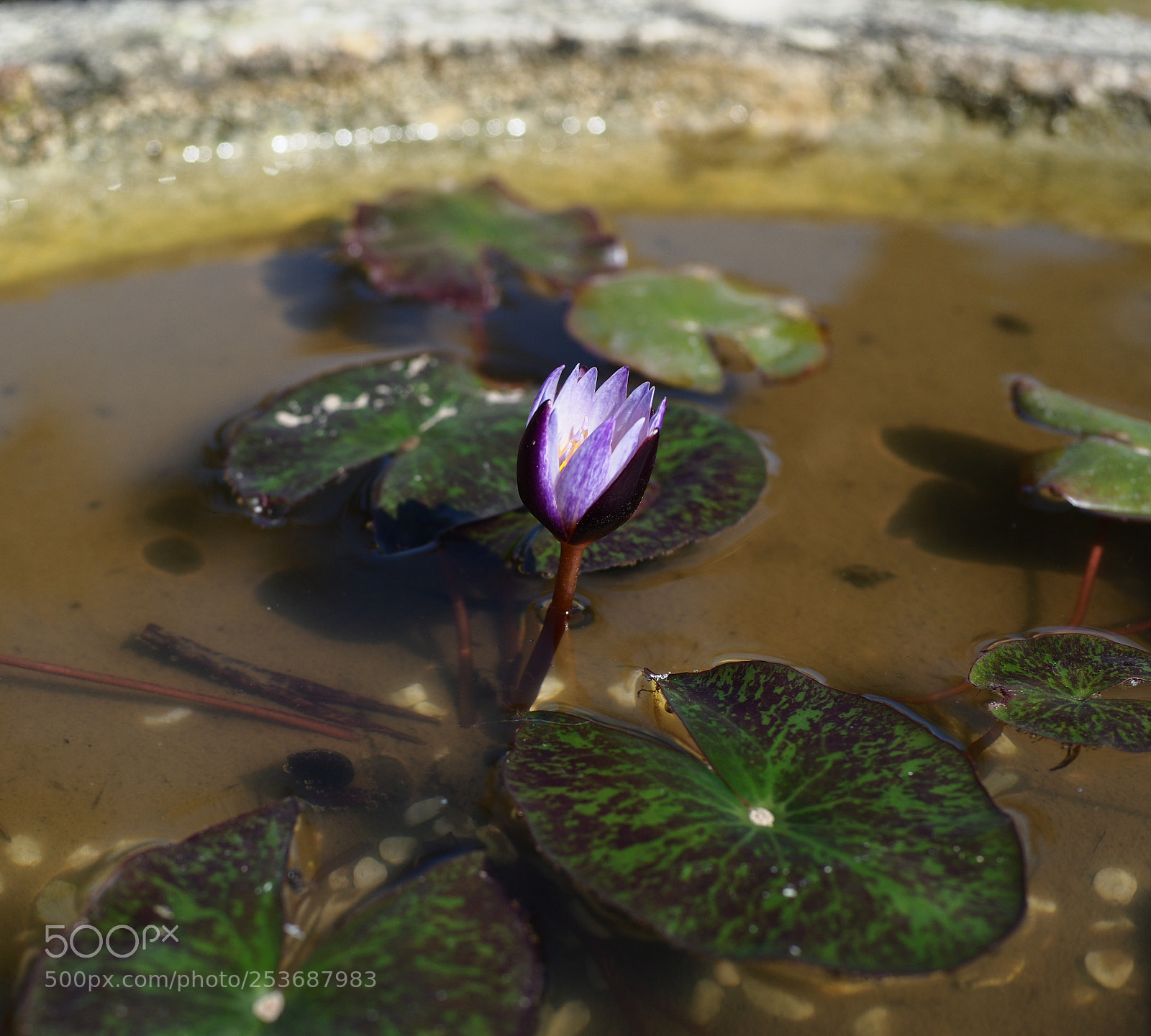 Olympus PEN-F sample photo. 荷花 photography