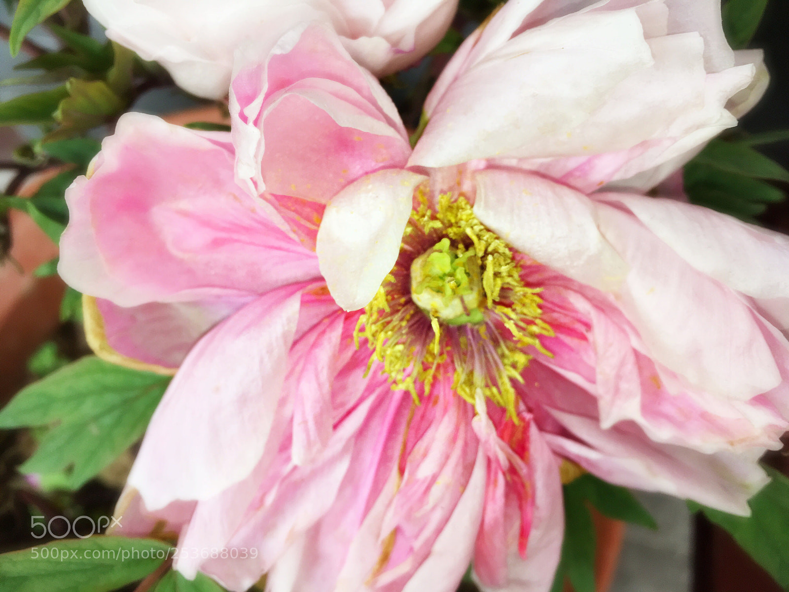 Apple iPhone SE sample photo. Moutan peony photography