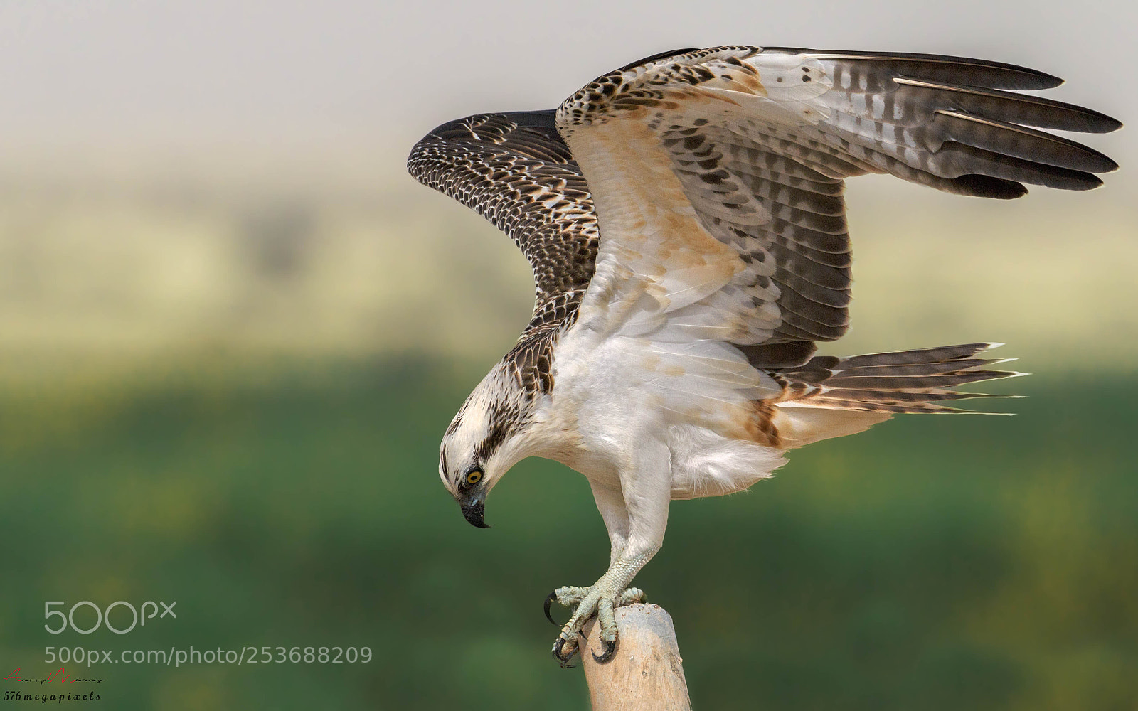 Canon EOS 70D sample photo. Osprey photography