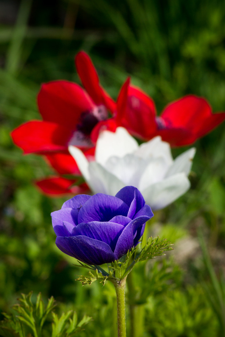 Sony Alpha DSLR-A500 sample photo. Fleurs patriotes 😊 photography