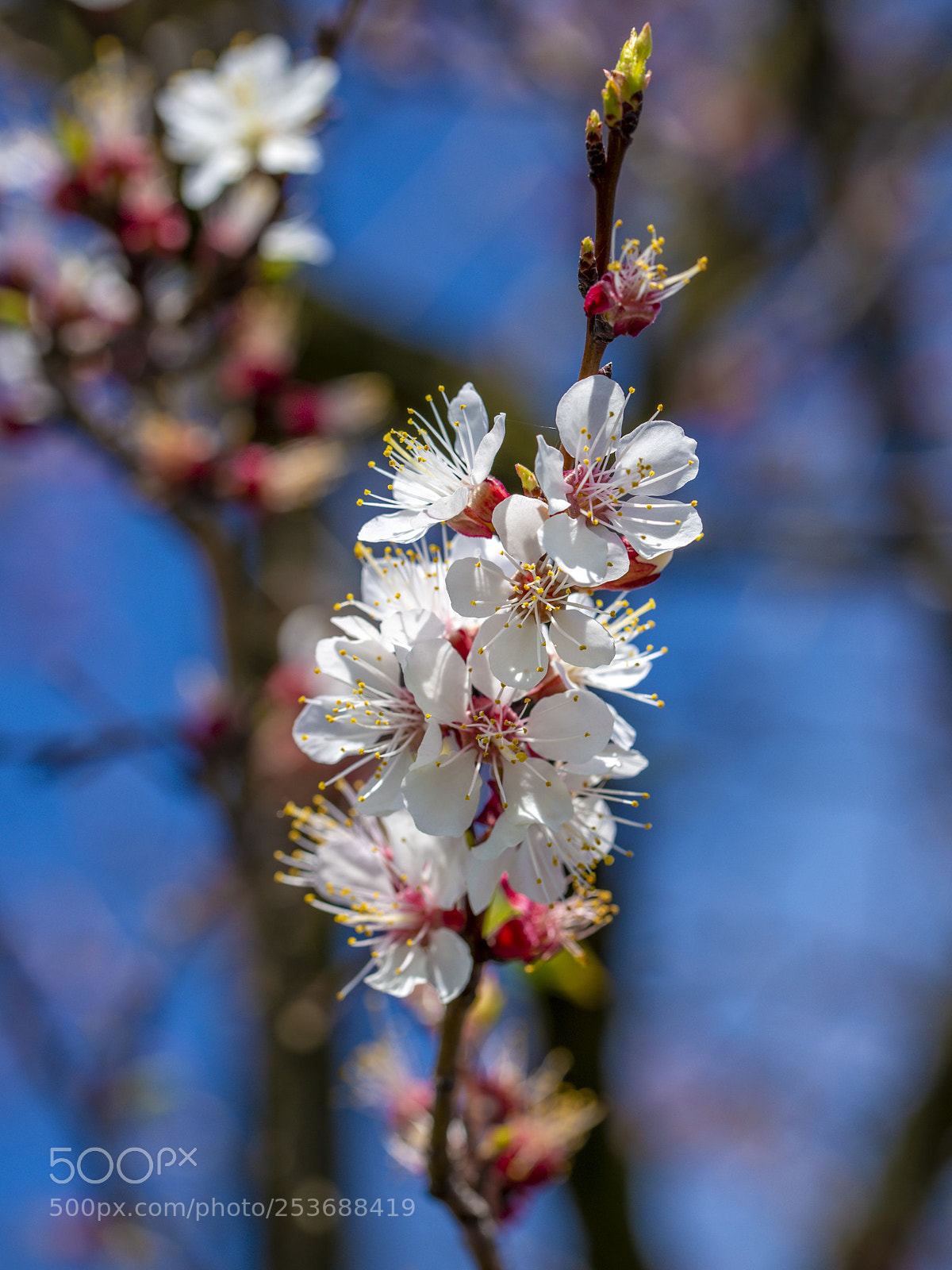 Nikon D610 sample photo. Marillenblüten photography