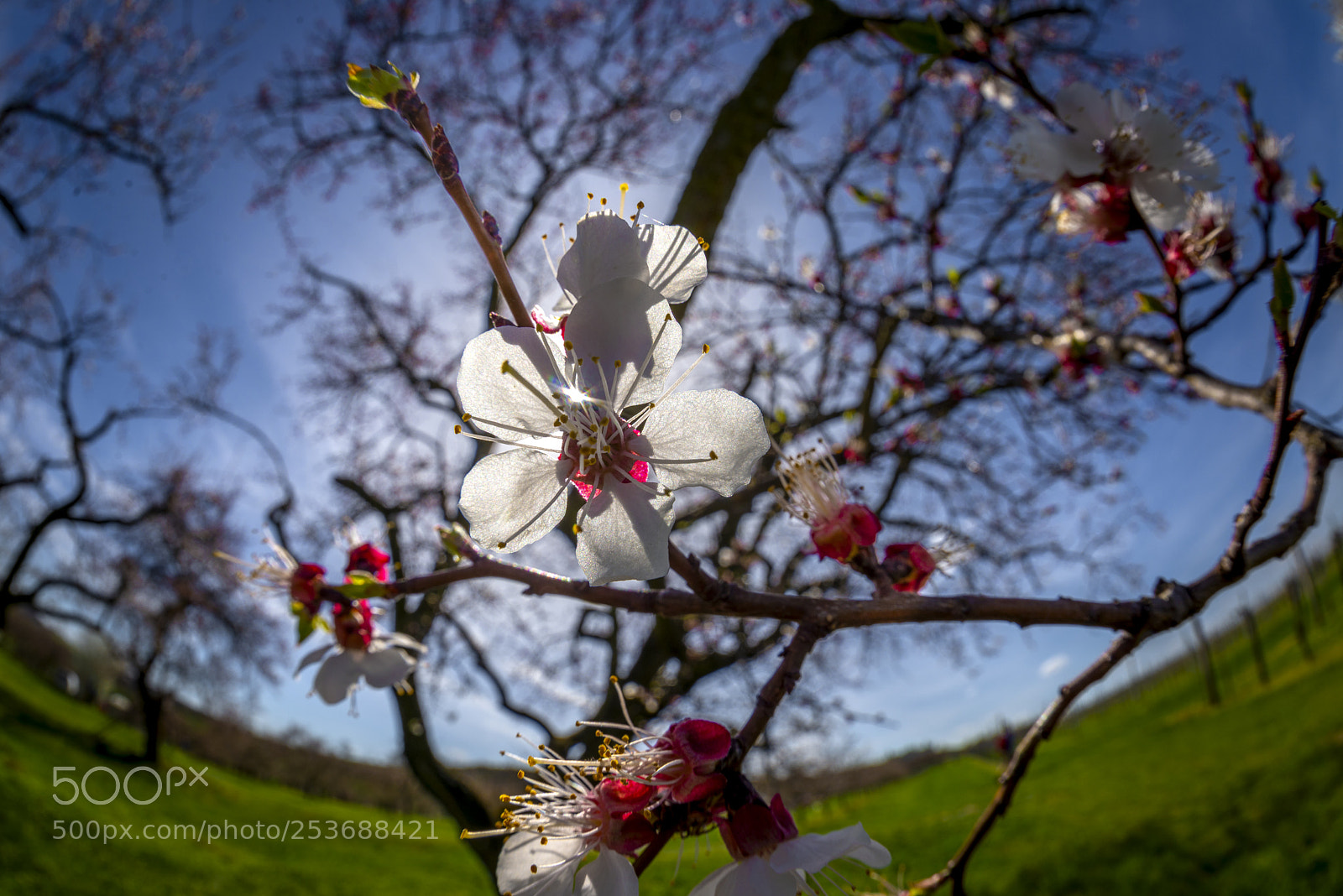 Nikon D610 sample photo. Marillenblüten photography
